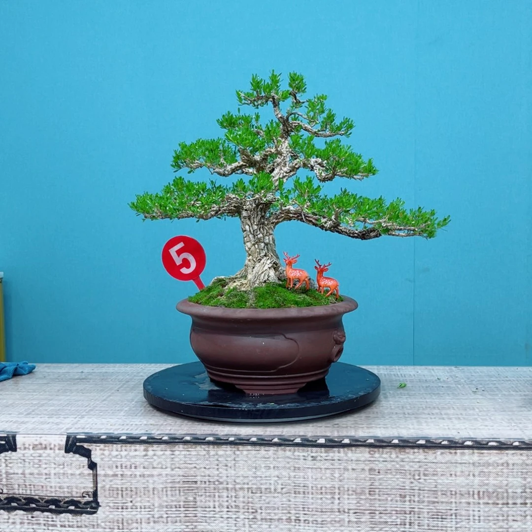 以实际为准精品黄杨老桩