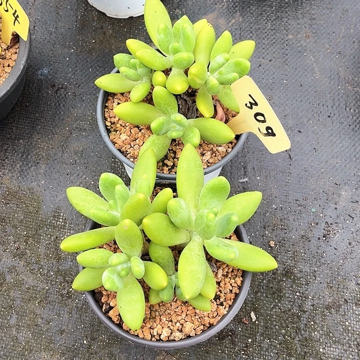 金蝉13号码牌子的话题