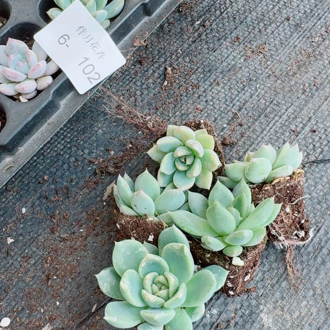 厚叶东云梦露杂交十棵量拍6-102