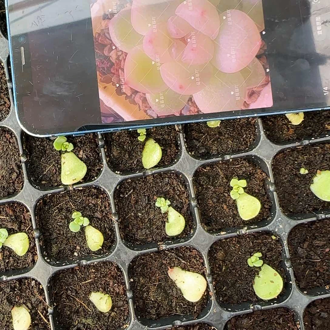 隐藏芝麻一个满25包邮