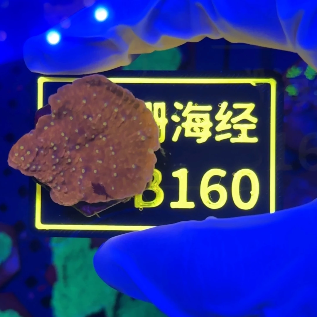 纽扣珊瑚宇***行又又不包邮瓦片B160