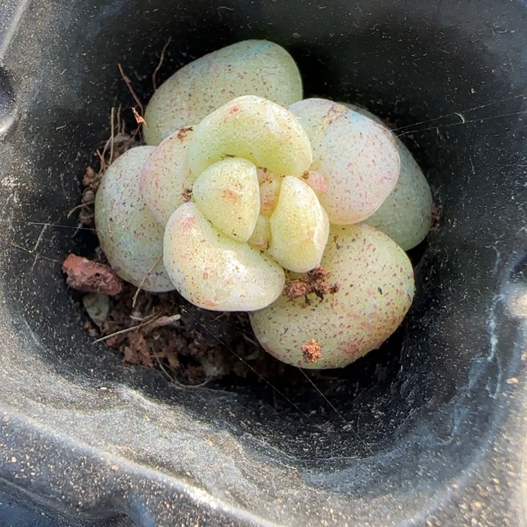 小卡拉米糖心一物一拍