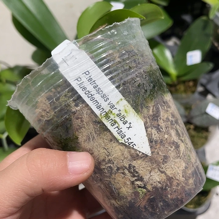 土***舟完全开放处理红路德交品1.7寸3颗不售后