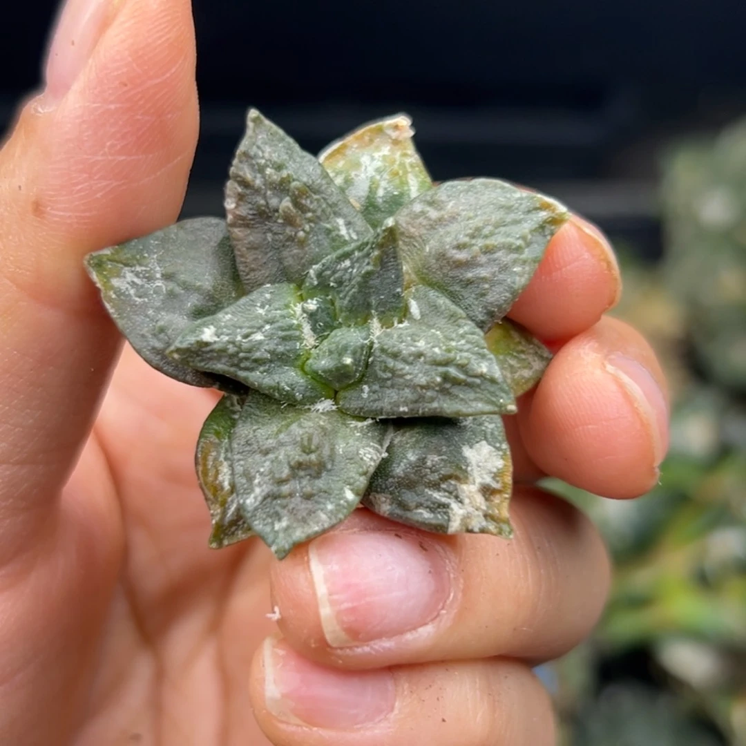 609 仙人球的比赛 有根