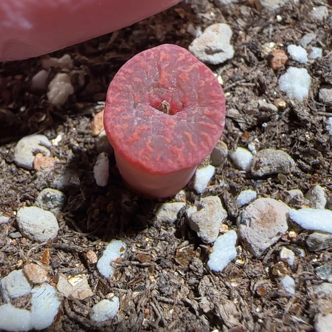 肉锥多肉植物组合-勋章64