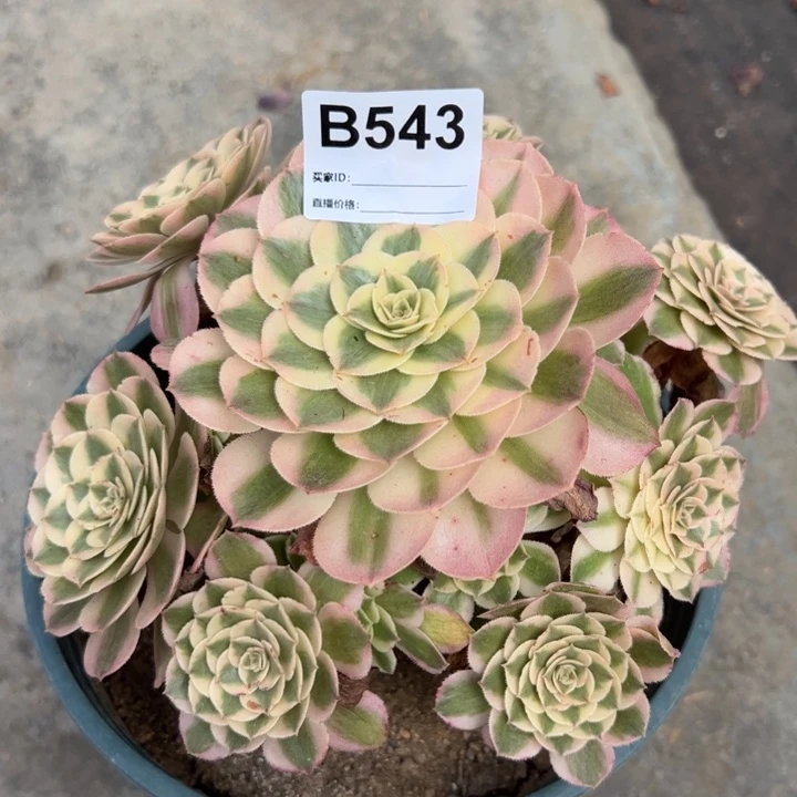 543倾城18厘米左右