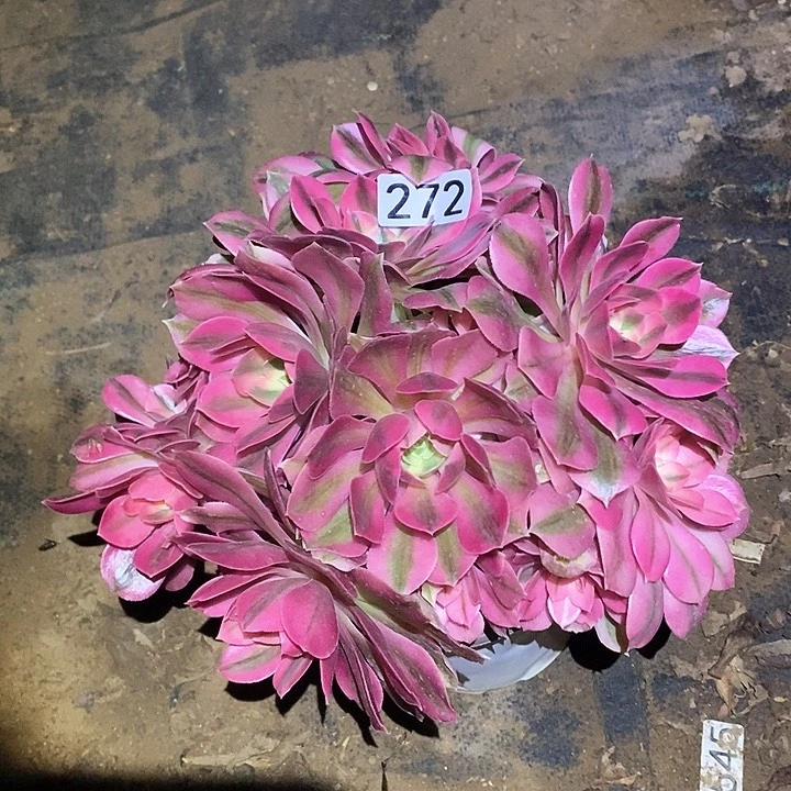 多肉植物法师272女巫