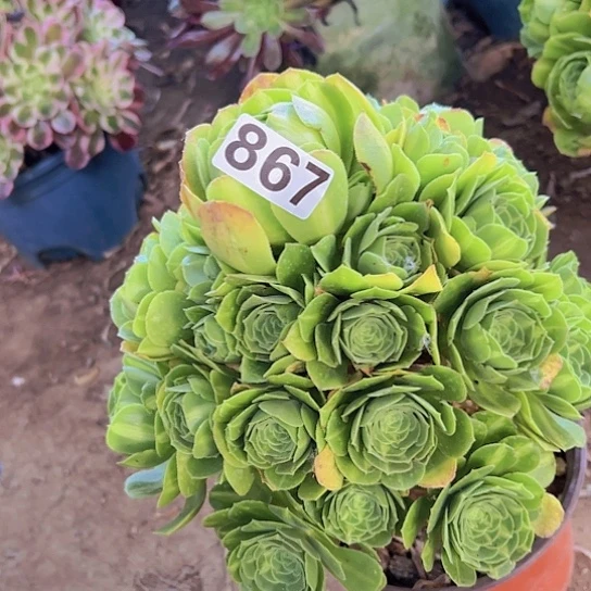 财***女多肉植物一个法师