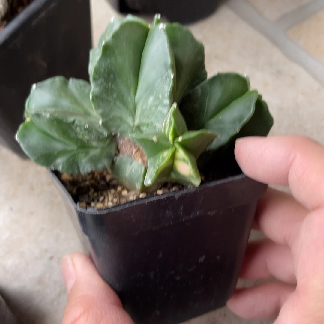 实生鸾凤玉锦一物一拍