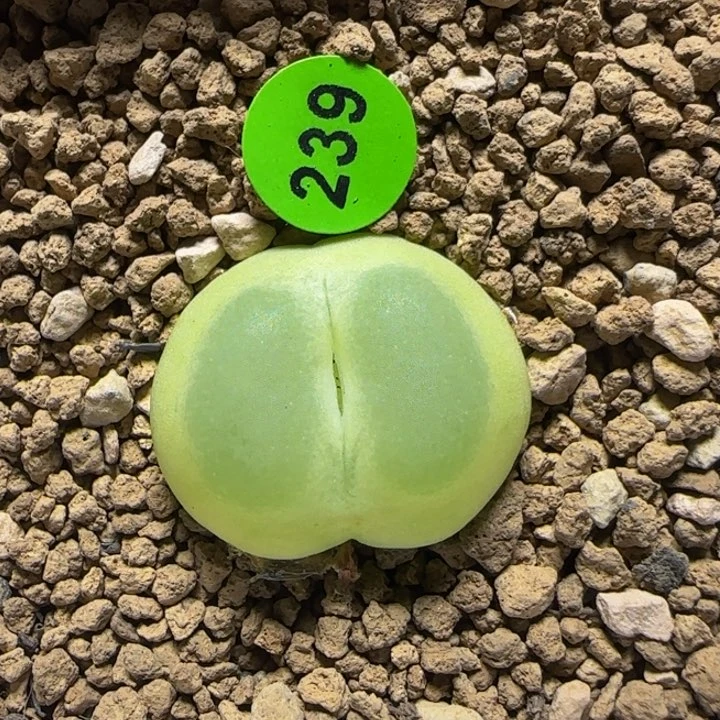 拉登2.2多肉植物239