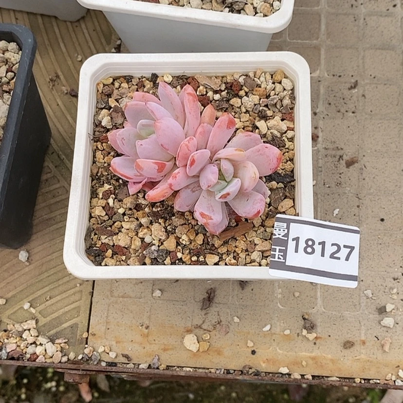 【闪购商品】請****來嫦娥18127