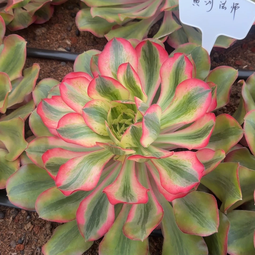 黄***师爱丽丝寄养春天发货