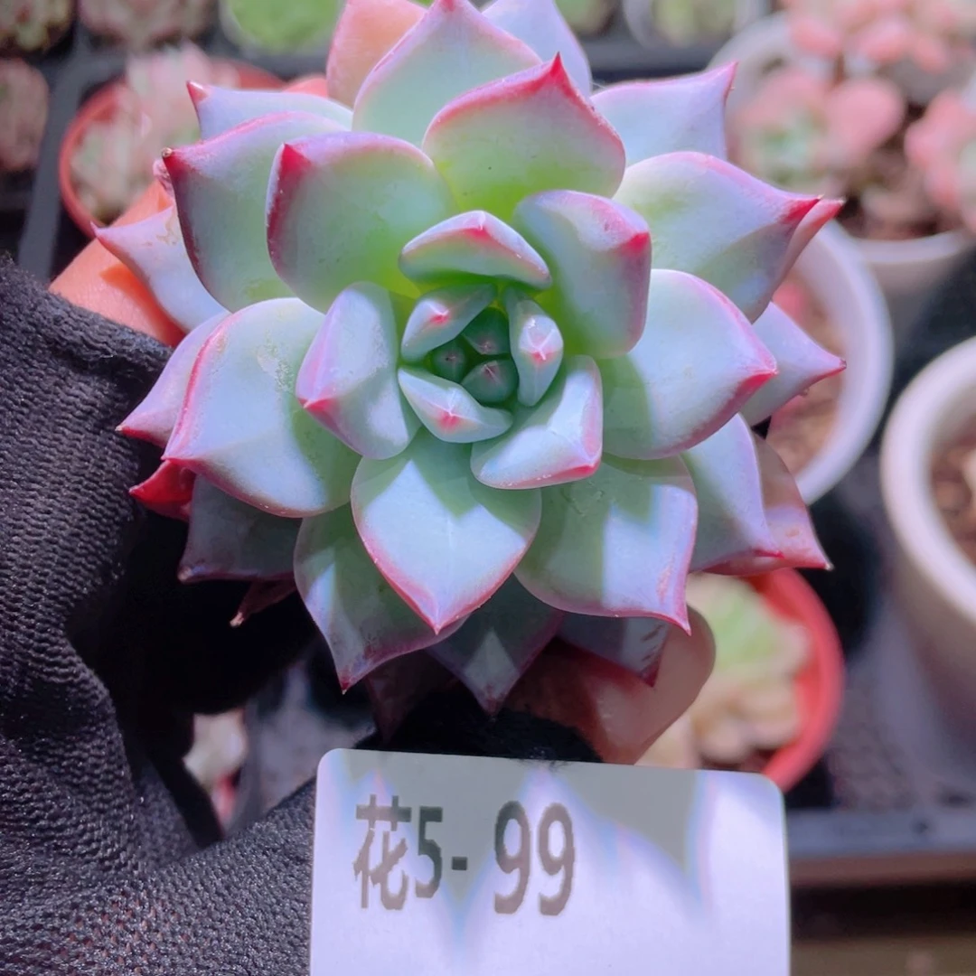 花利美5-99粉蓝鸟