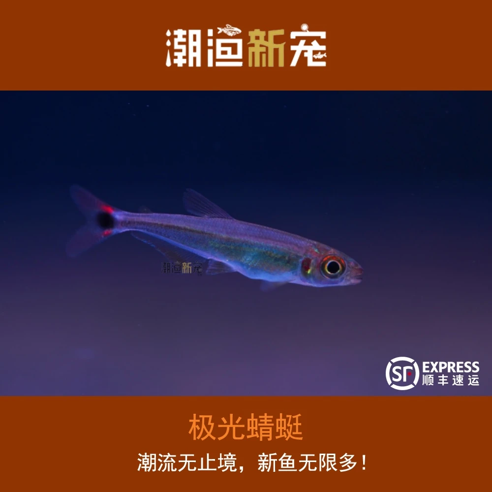 极光蜻蜓 热带小型观赏灯鱼顺丰包邮包损小鱼儿