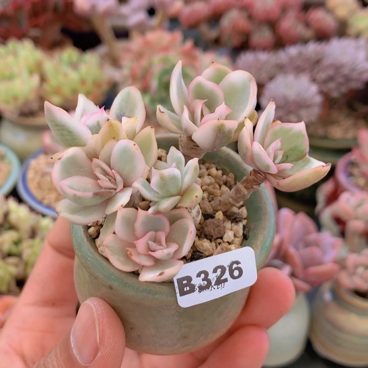 一物一拍含盆土满38包邮B326