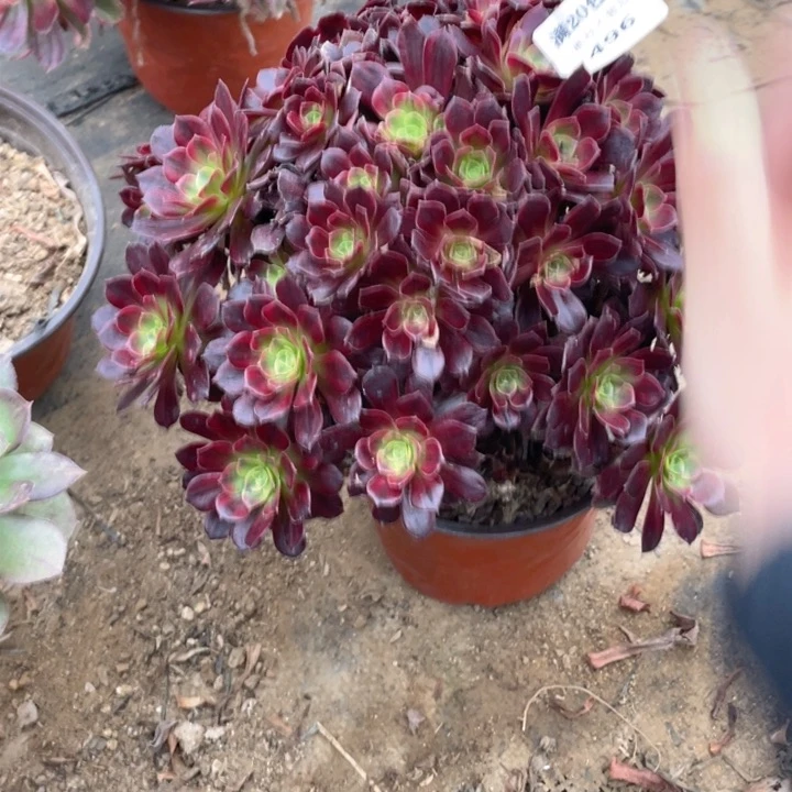 496安娜断枝法师多肉断枝不售后