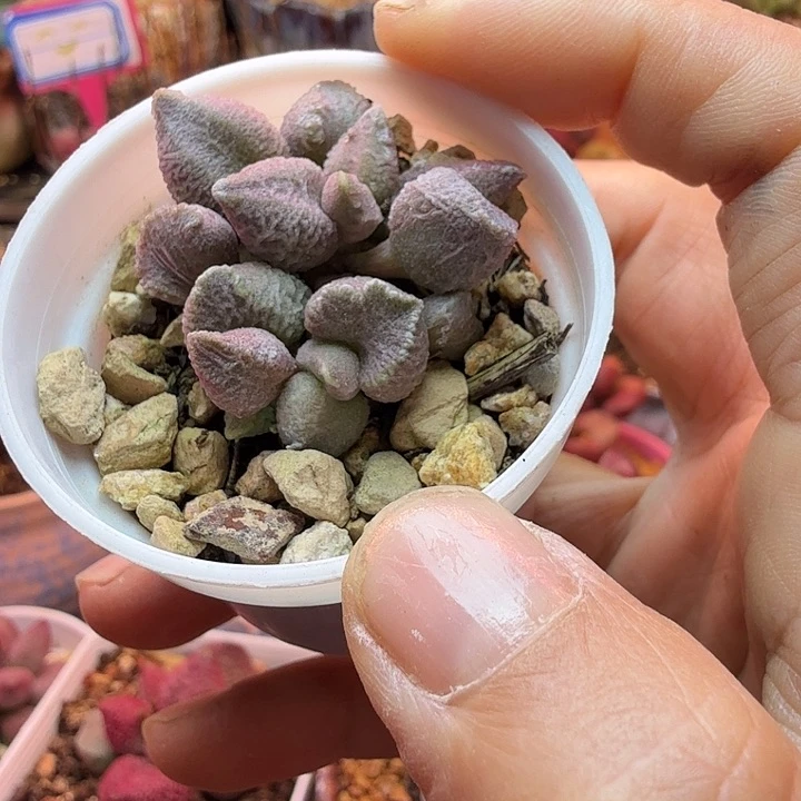 水蜜桃的味道真的很好闻