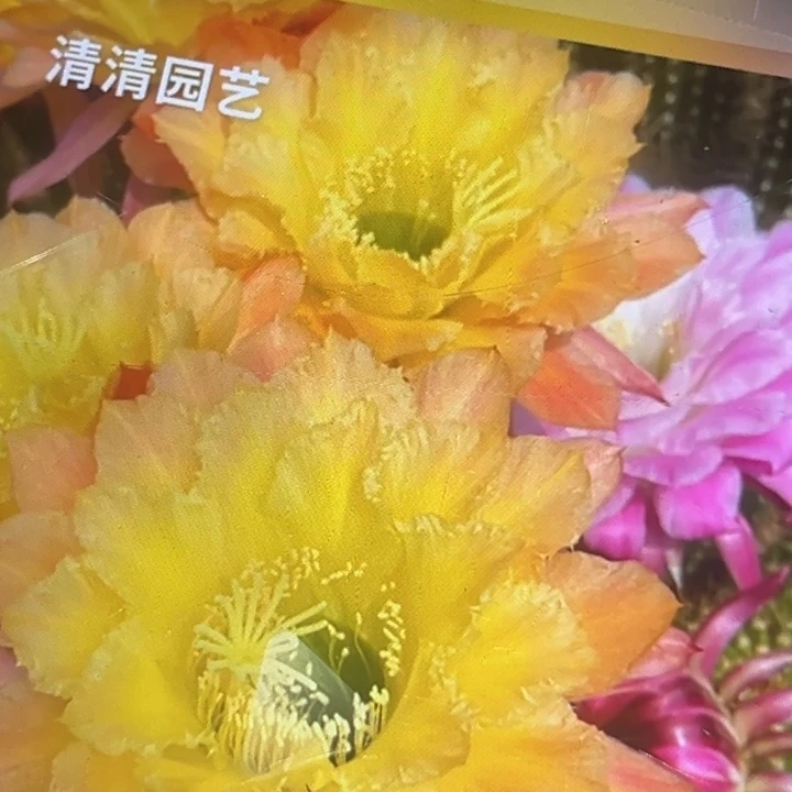 清清3-584侧牙瑕疵黑点