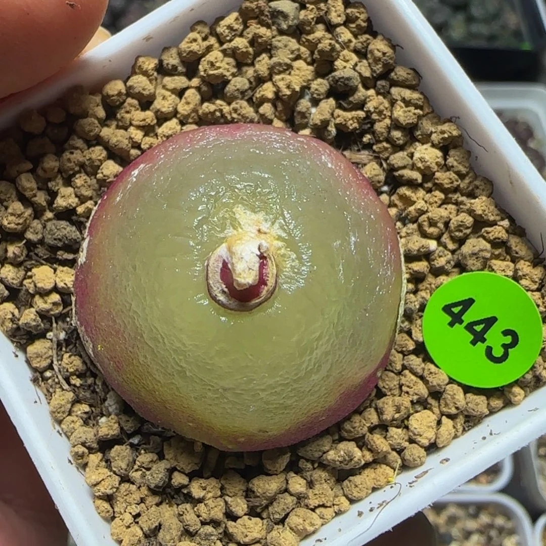 灯泡3cm瑕疵多肉植物433