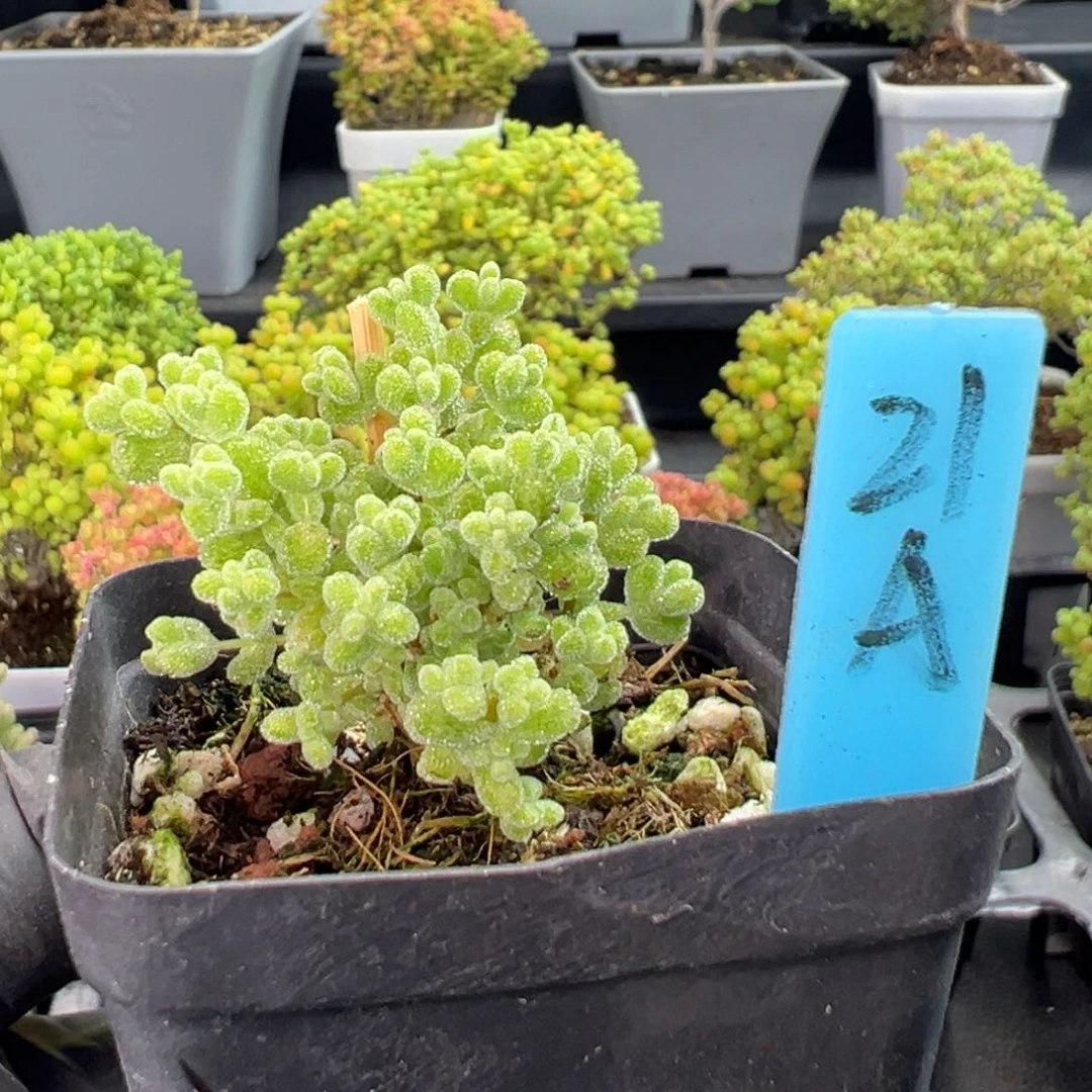 莱斯虎斑锦21号5.5厘米盆