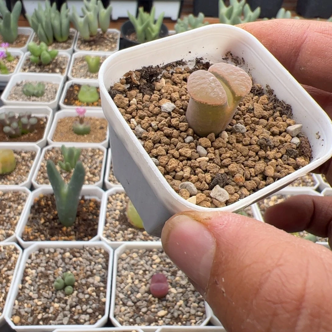 阳***肉10.23福利风铃多肉植物17