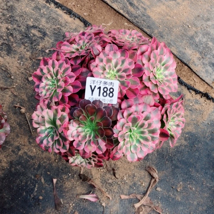 红铜白188尺寸20左右2