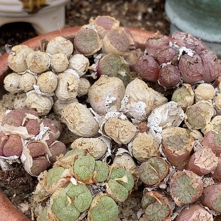 肉锥群生母本一颗