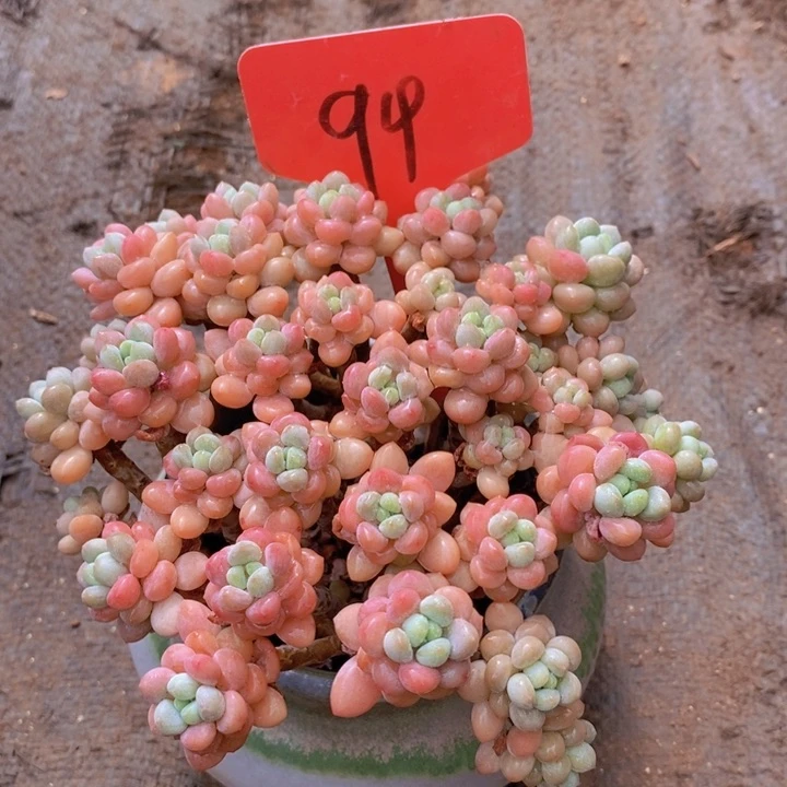 这么久没有这么晚