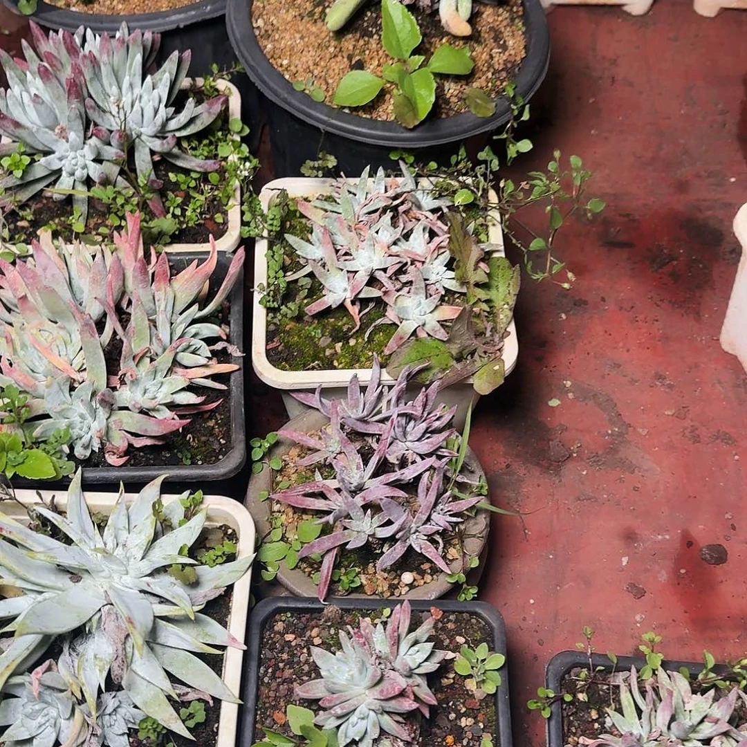 1221瑕疵四颗多肉