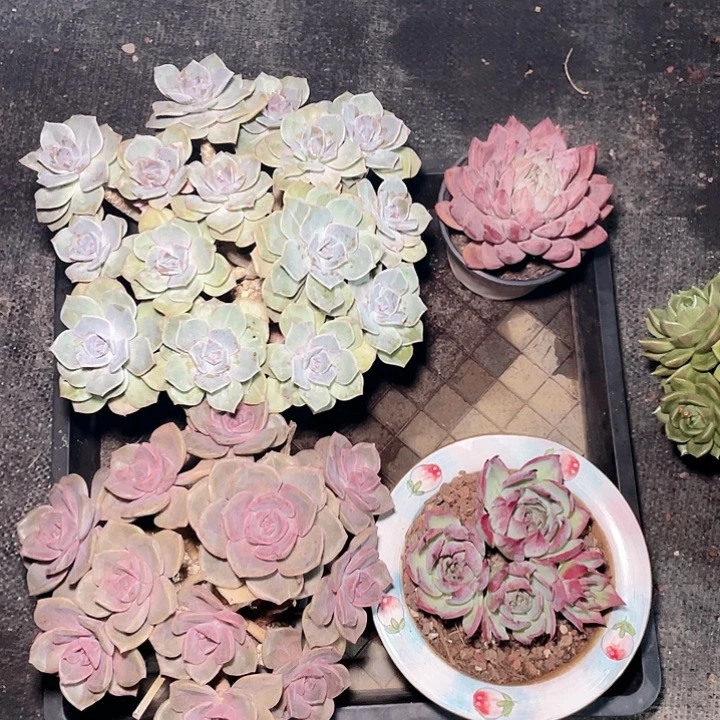 无花朵彩虹石化+琉璃展+圣图+惊鸿