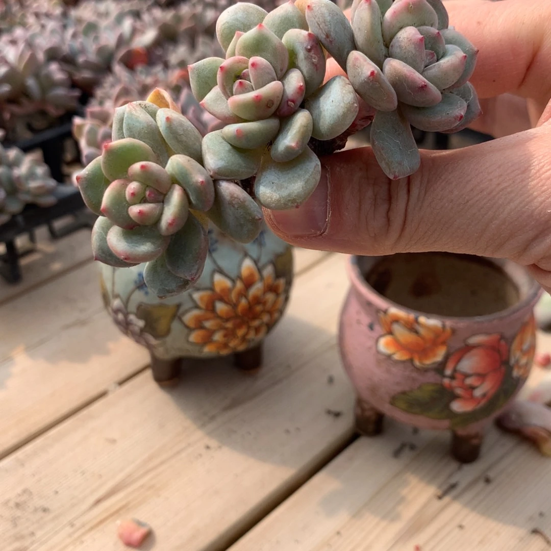 香**柚香草美柚突尼斯寄养多肉