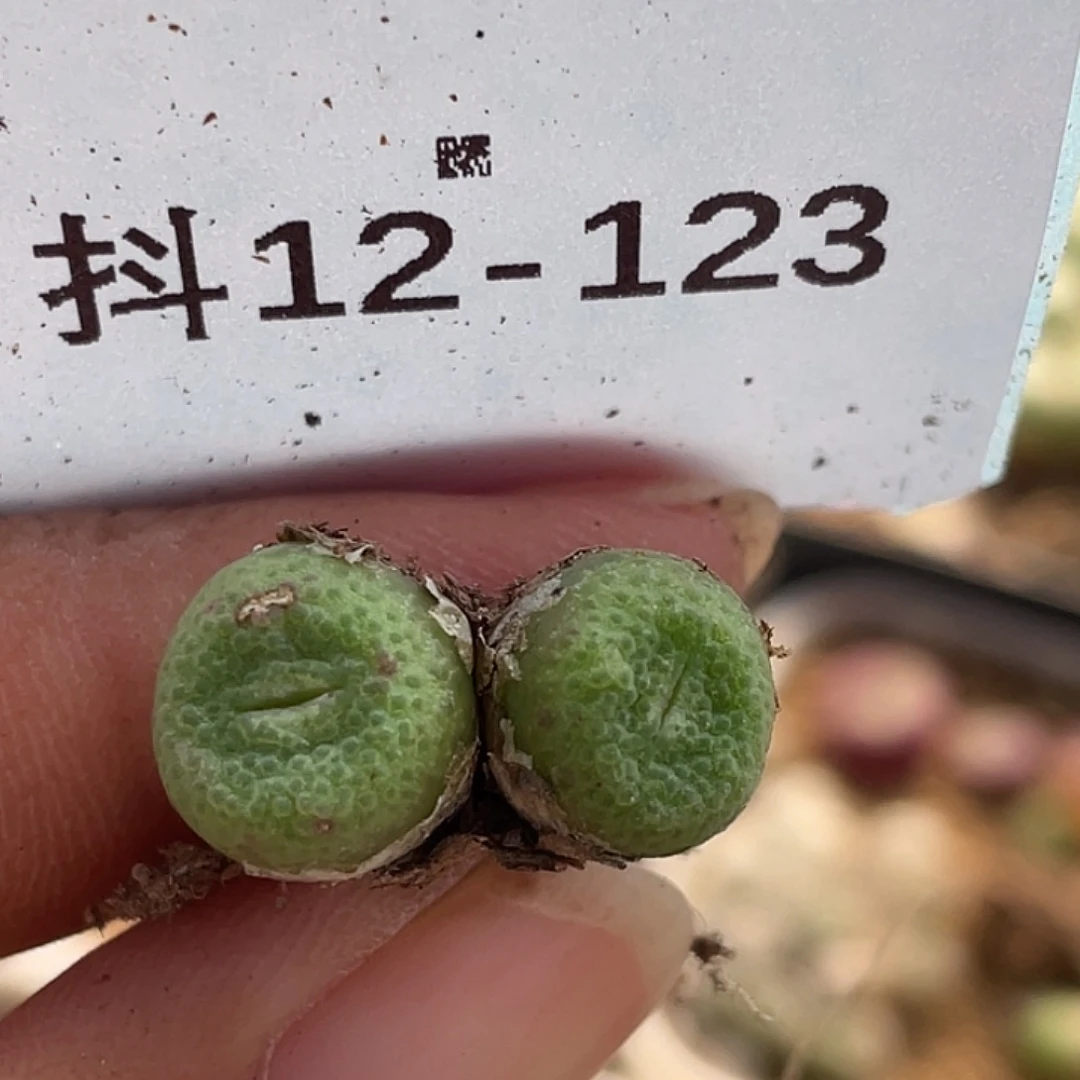 12-123青团多肉植物