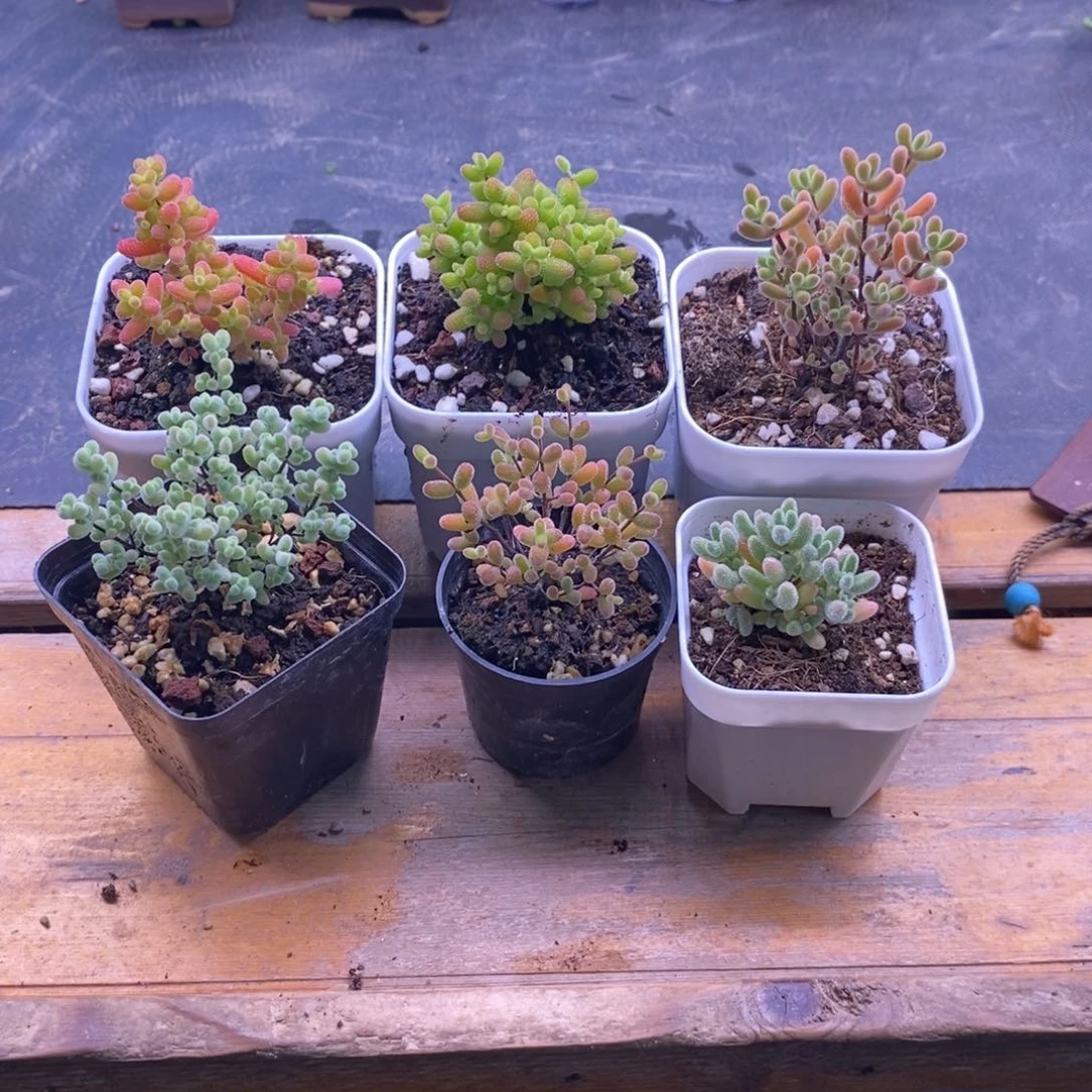 无花朵雪*梨六颗枝干49。