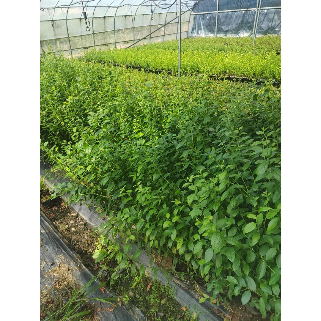 【特价处理】蓝莓钵苗 原盆原土组培苗 家庭种植新手必选