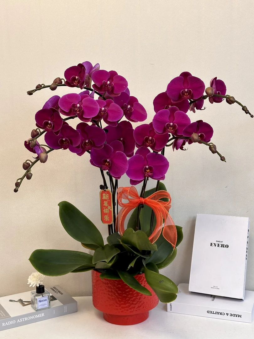蝴蝶兰年宵花【大辣椒】送人送礼必备 居家过年首选 多样性发货