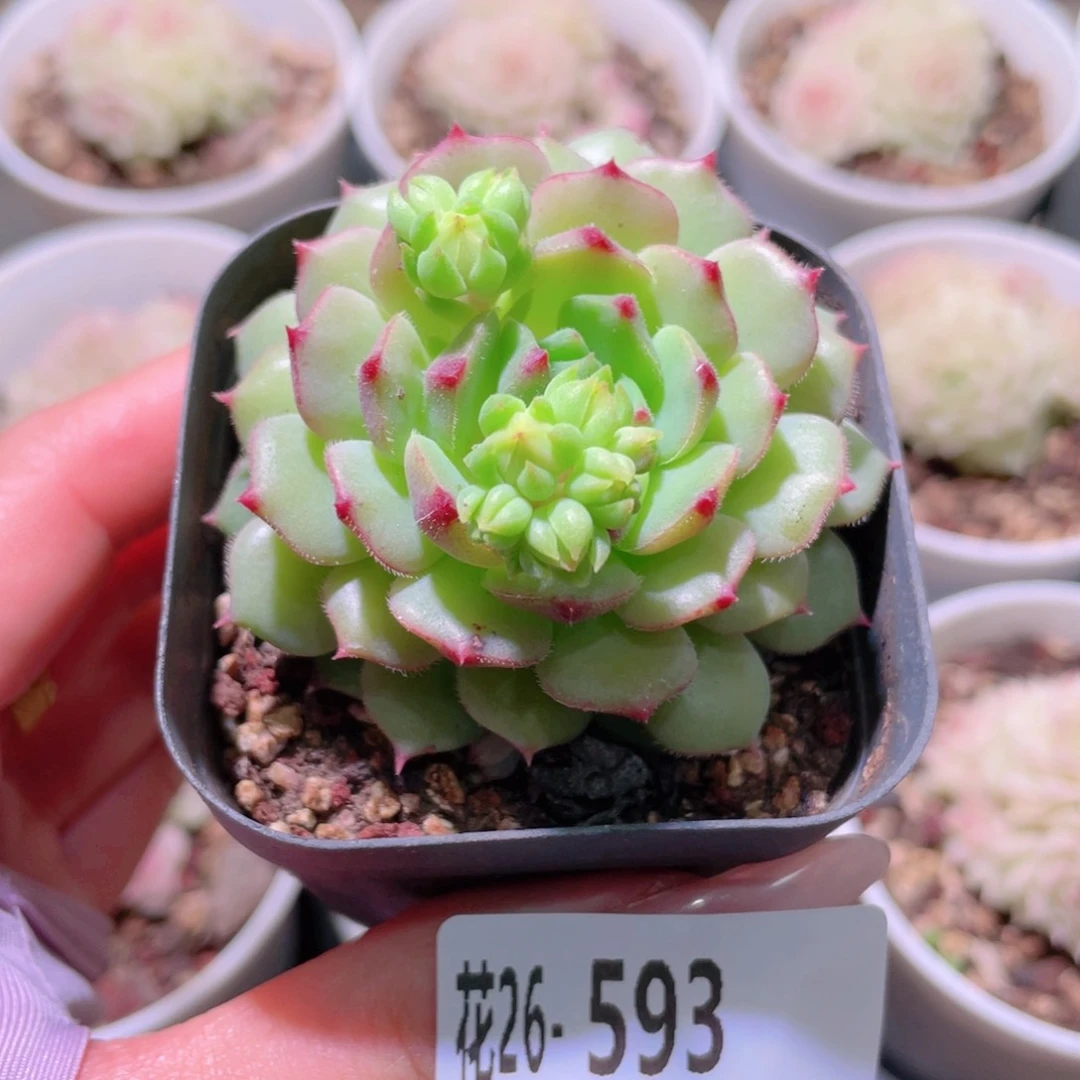 花利美26-593美丽世界