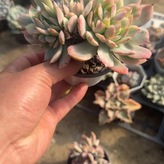113绮罗锦缀多肉植物
