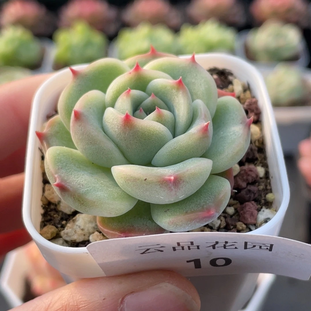 10号糖心冰心珍妮 L135