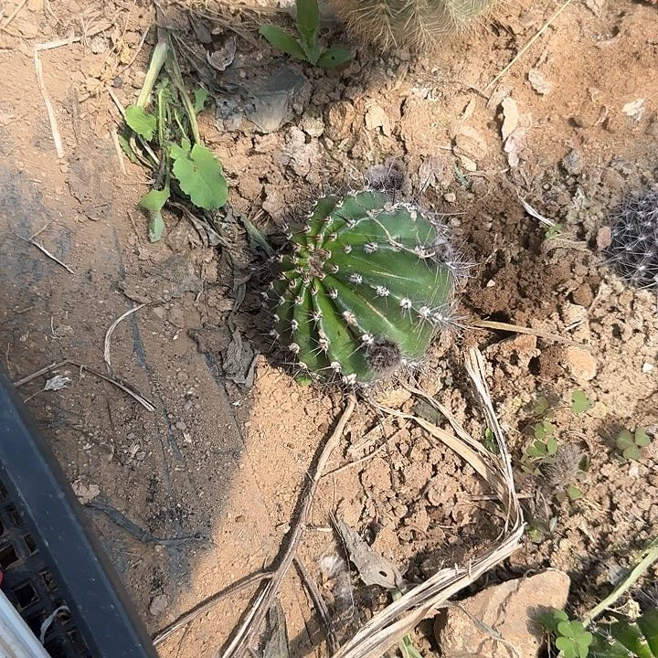 轻**上桃花艳28的彩草仙人球