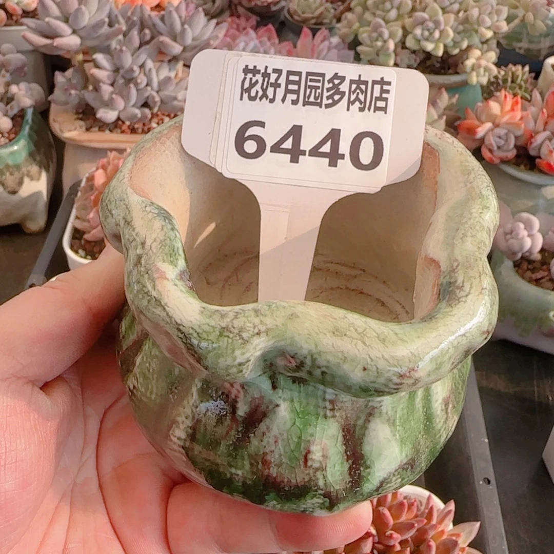依*多肉盆6440………………