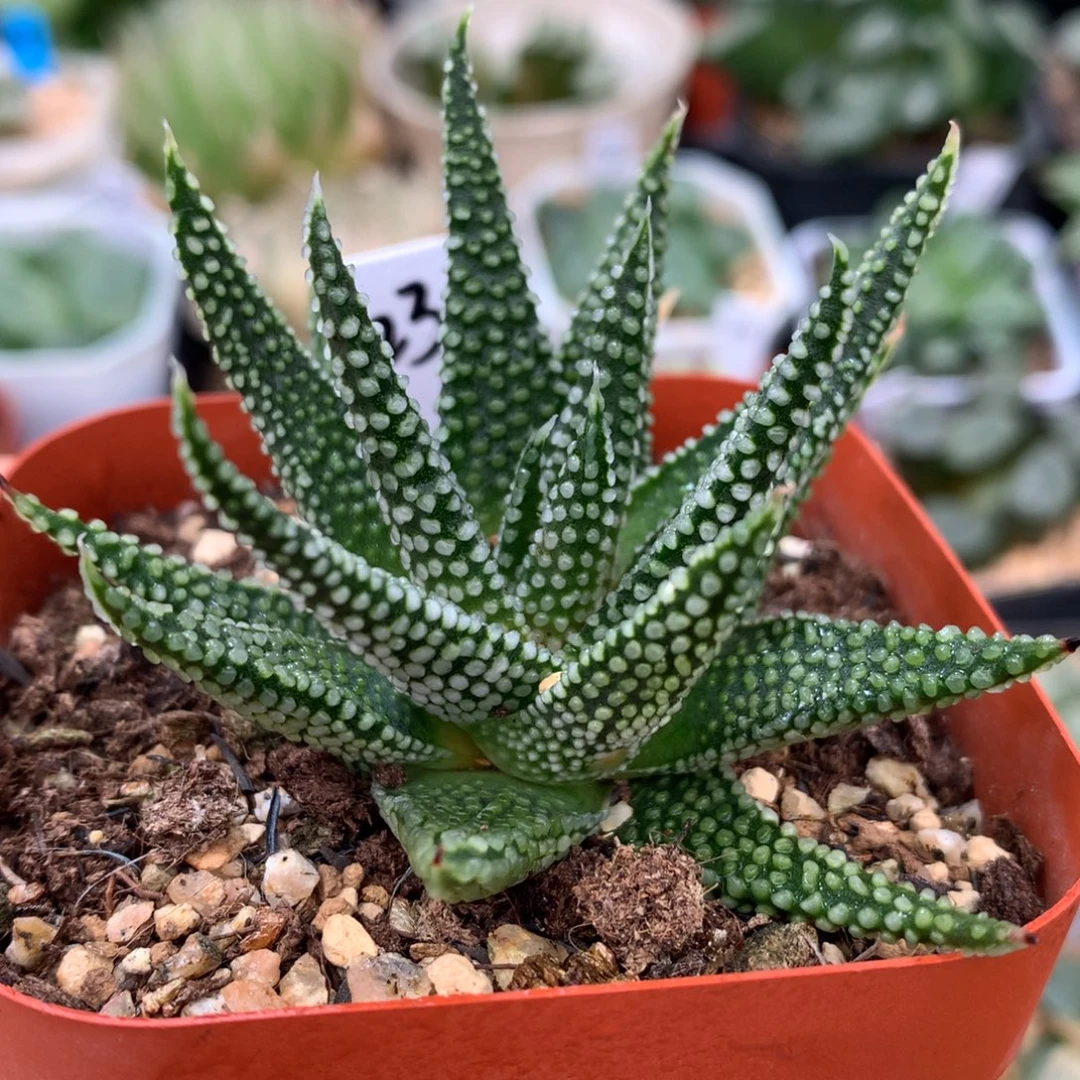 地上星硬叶，带盆一起