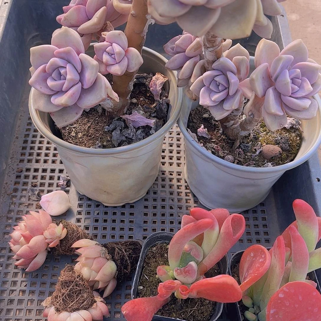 多肉665多肉植物