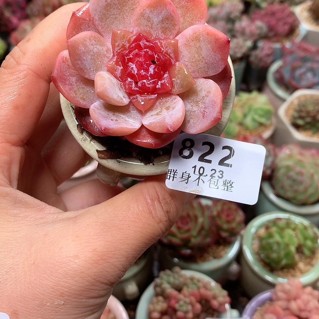 精控拇指盆10.23822