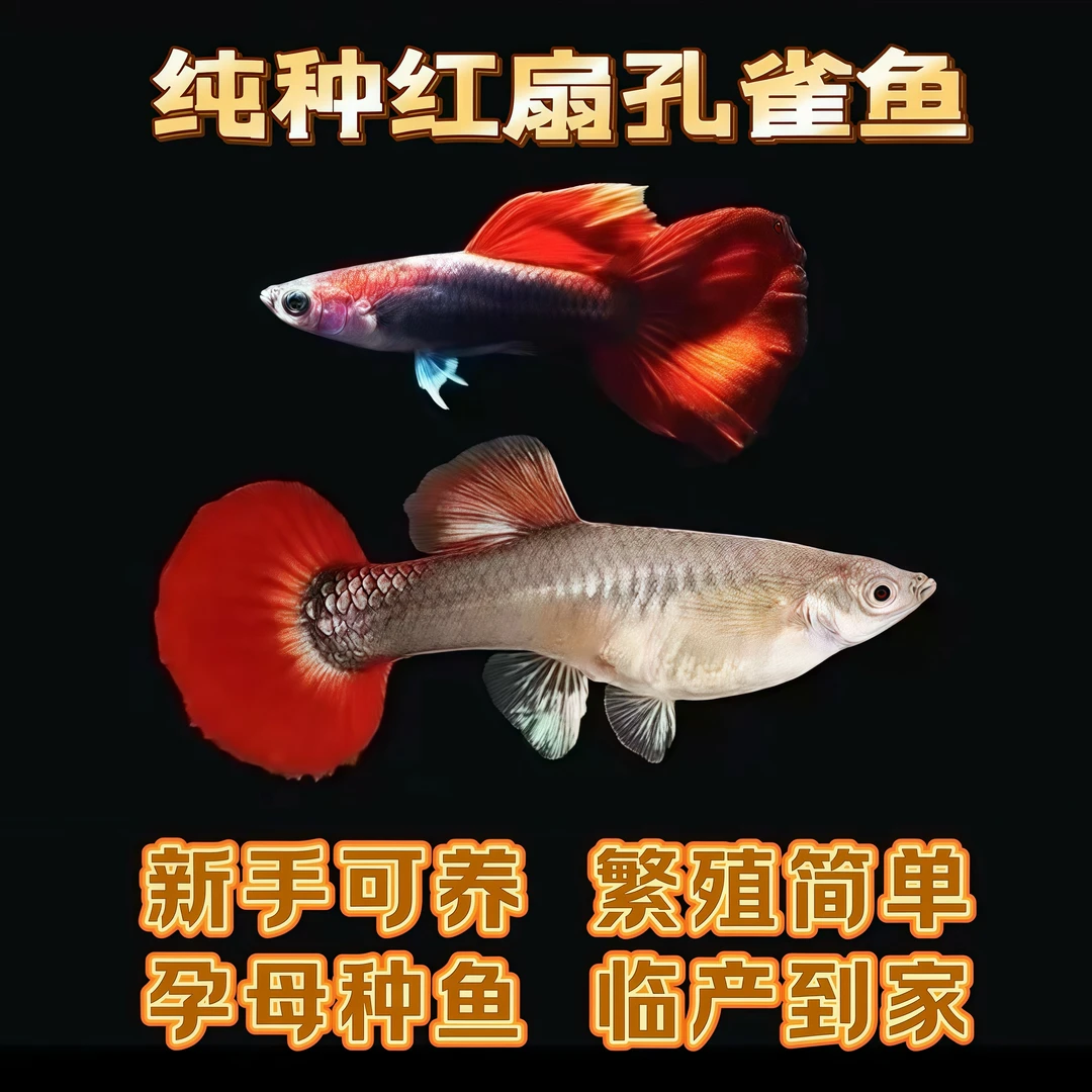 巴西纯种红扇孔雀鱼鱼观赏鱼凤尾胎生纯种热带淡水耐活小型