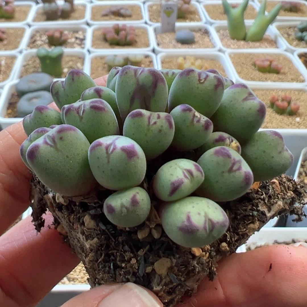 薄****薄荷糖 肉锥植物