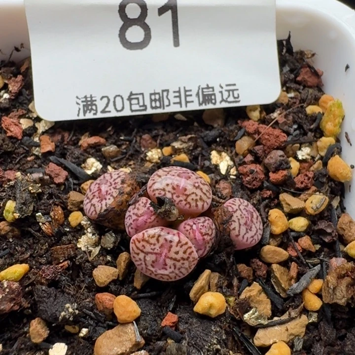 带盆土墨。