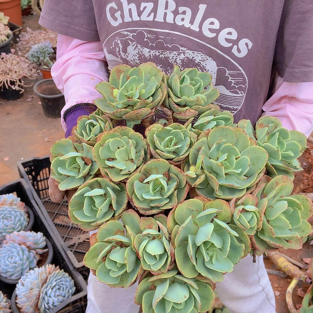 量拍多肉地载骑兵19.8米