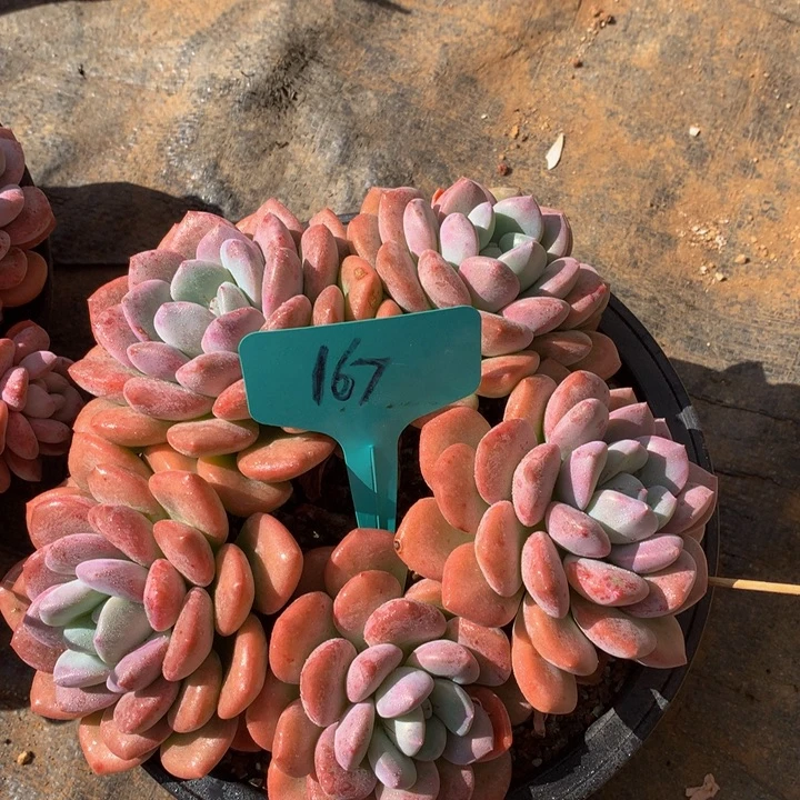 多日子黑五72727273737