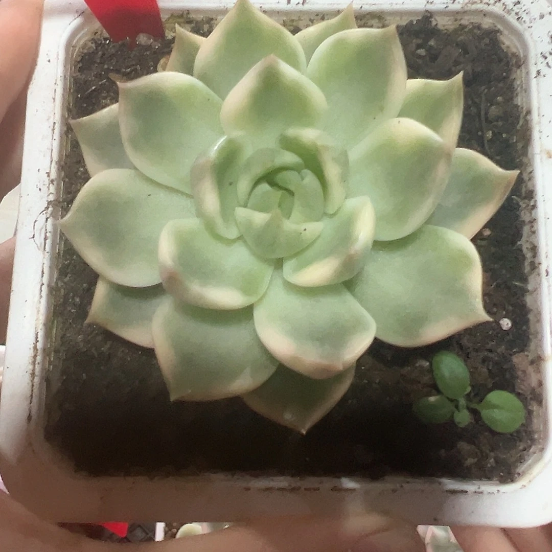 149号琉璃盏锦多肉植物