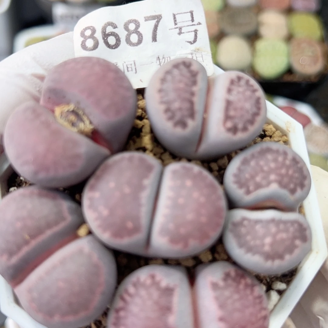 8687 好养易活生石花大母本6.5cn盆